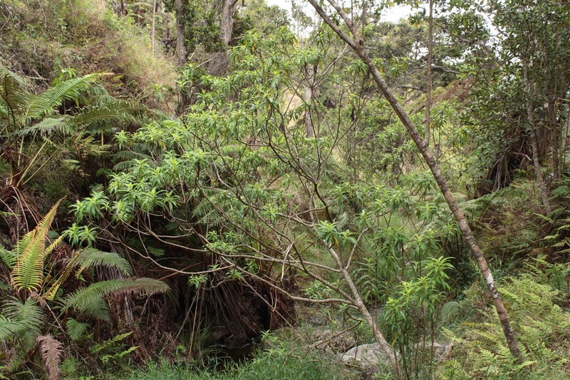 Plantainleaf Dubautia photo 3
