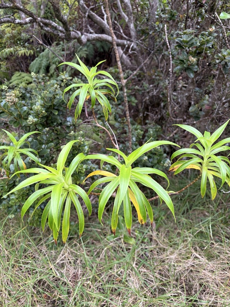 Plantainleaf Dubautia photo 4