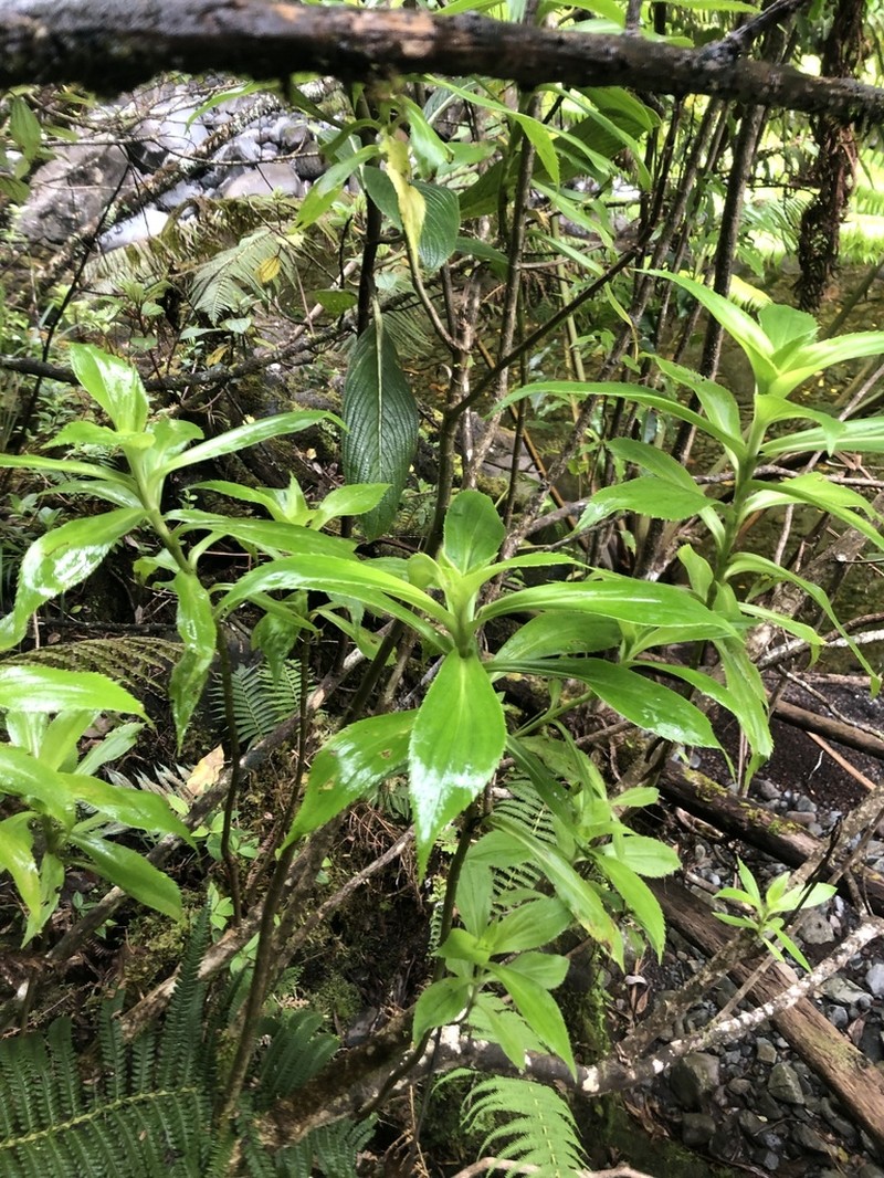 Plantainleaf Dubautia photo 5