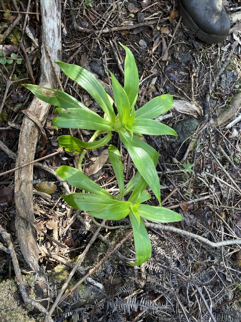 Plantainleaf Dubautia photo 6