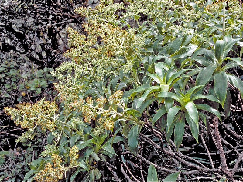 Plantainleaf Dubautia photo 7