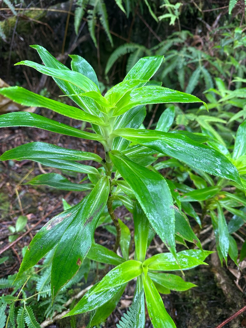 Plantainleaf Dubautia photo 8