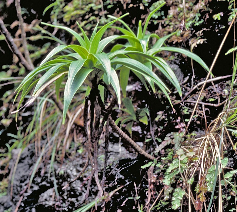 Dubautia plantaginea subsp. humilis