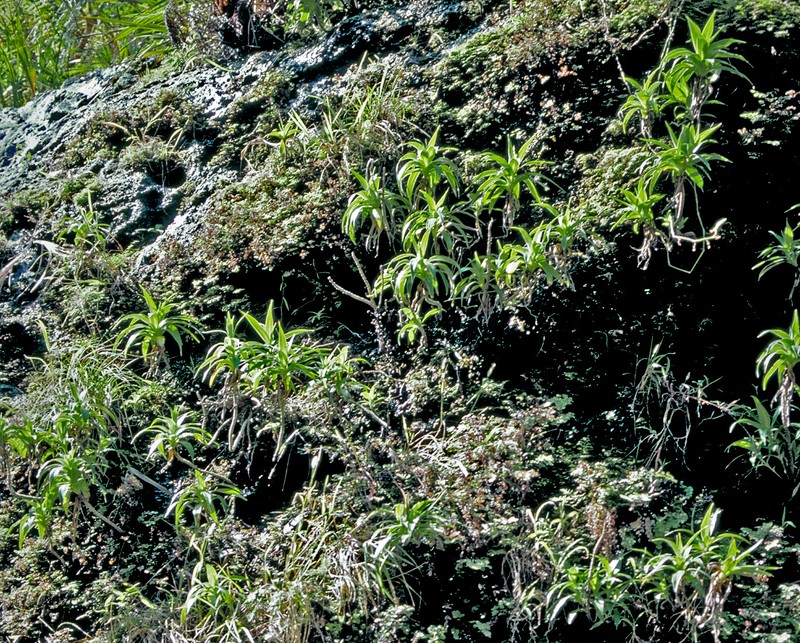 Dubautia plantaginea subsp. humilis photo 2
