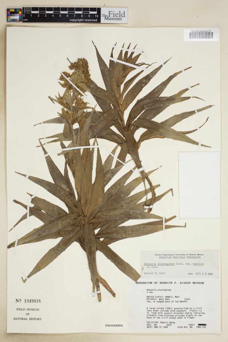 Dubautia plantaginea subsp. humilis photo 3