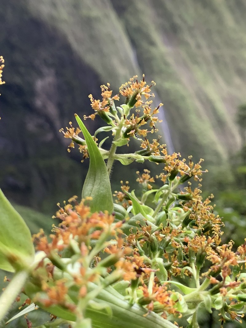 Dubautia plantaginea subsp. magnifolia
