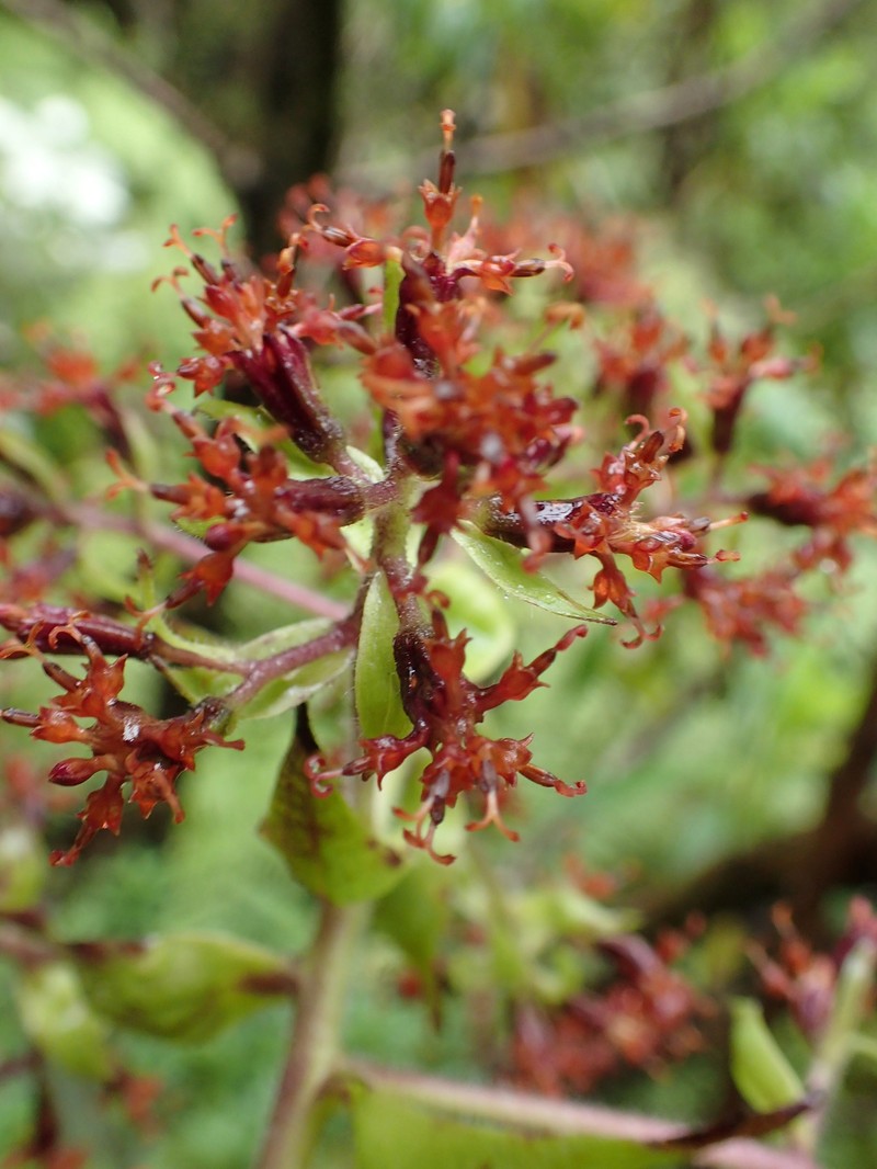 Dubautia plantaginea subsp. magnifolia photo 2