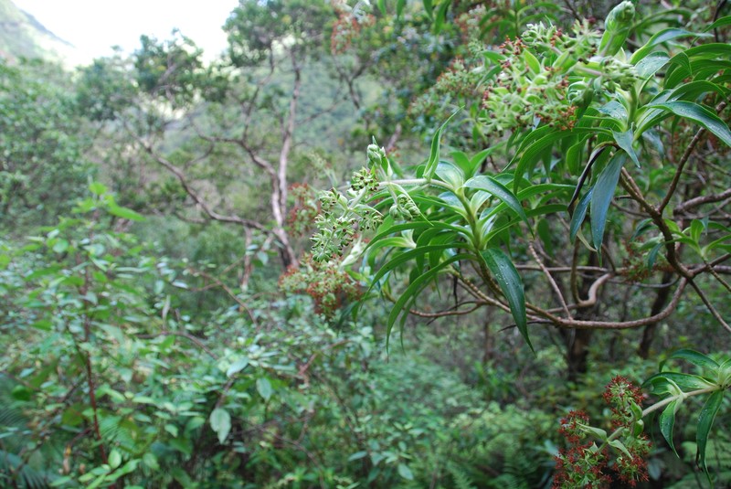 Dubautia plantaginea subsp. magnifolia photo 3