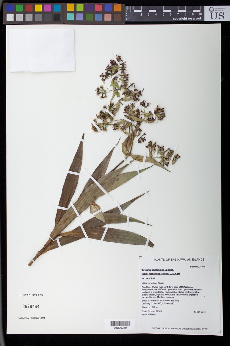Dubautia plantaginea subsp. magnifolia photo 4