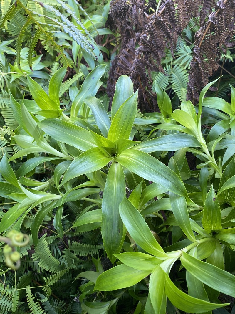 Dubautia plantaginea subsp. plantaginea