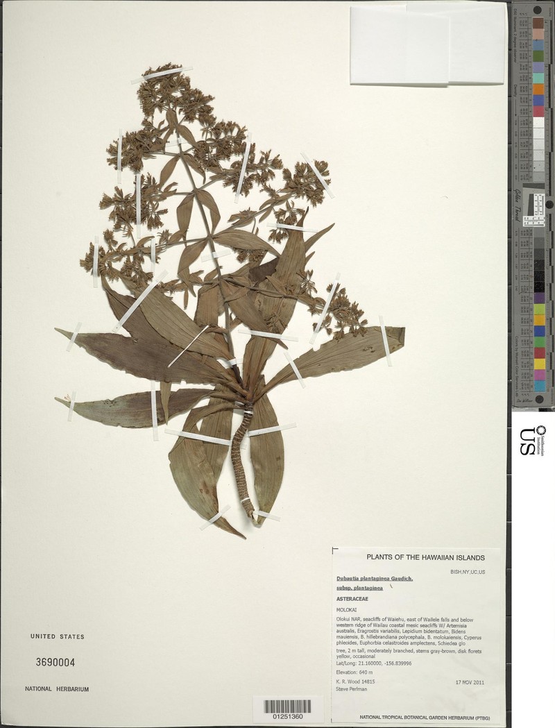 Dubautia plantaginea subsp. plantaginea photo 2