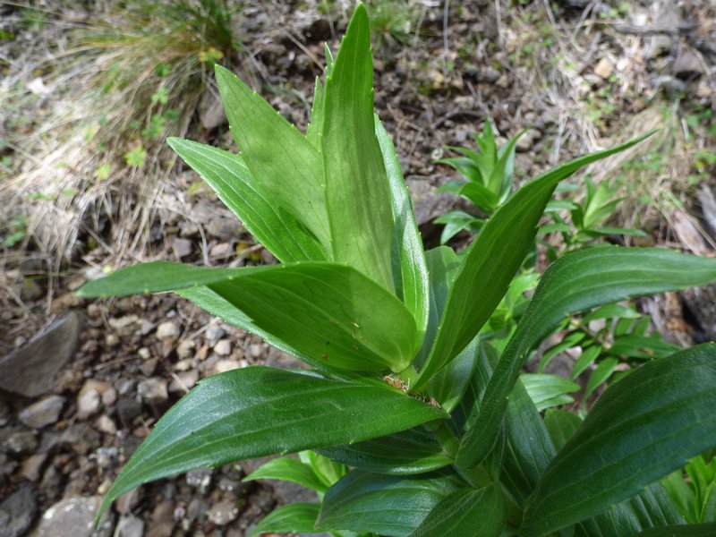 Cinderslope Dubautia