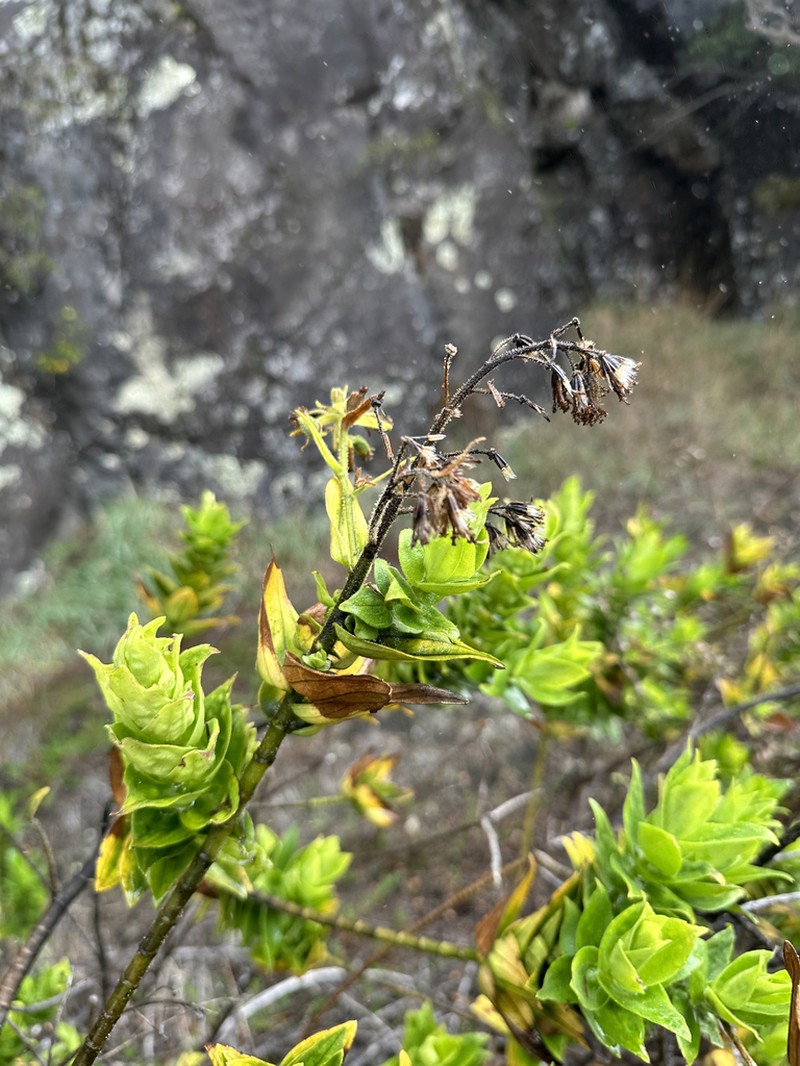 Cinderslope Dubautia