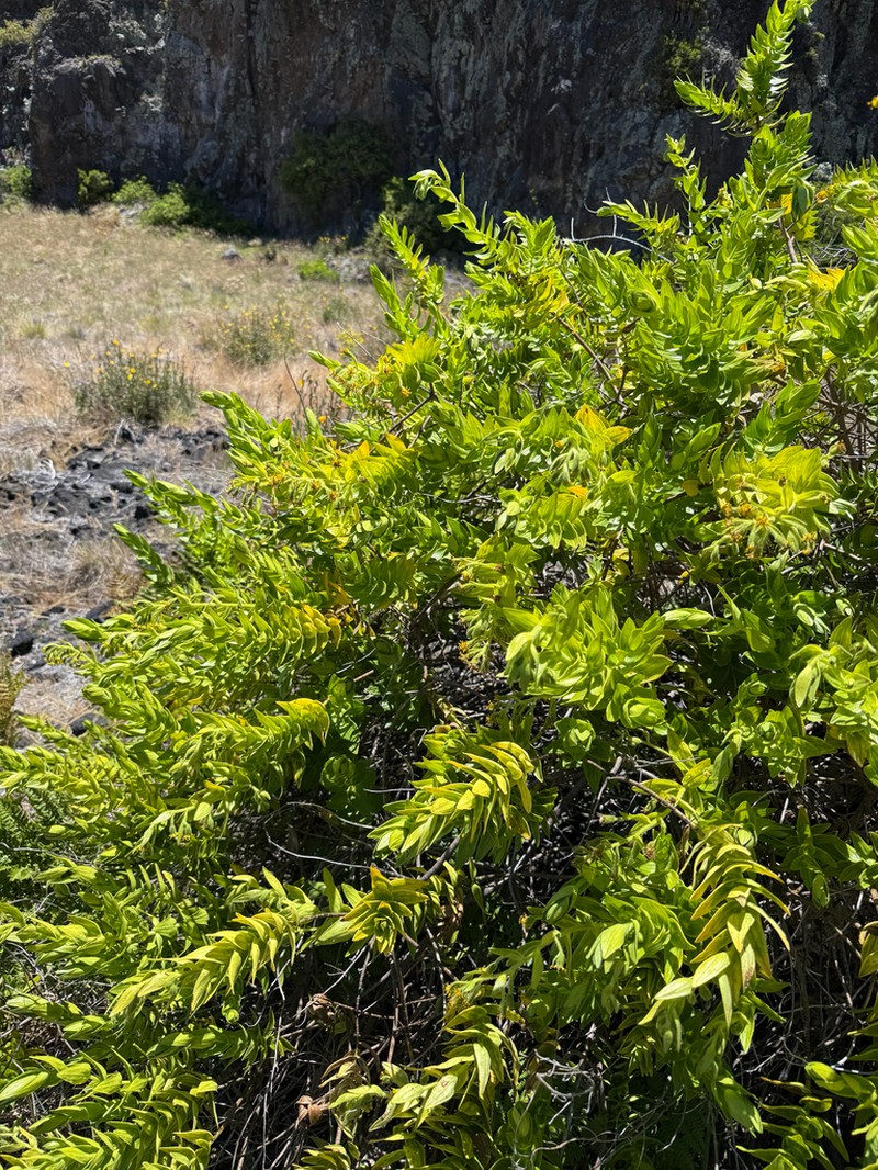 Cinderslope Dubautia photo 2
