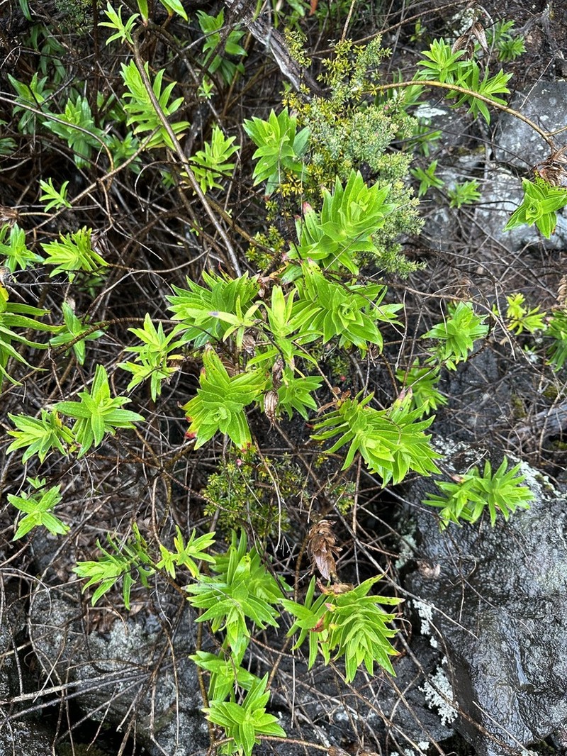 Cinderslope Dubautia photo 3