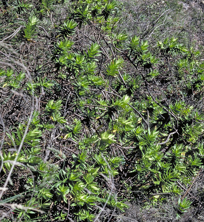 Cinderslope Dubautia photo 4