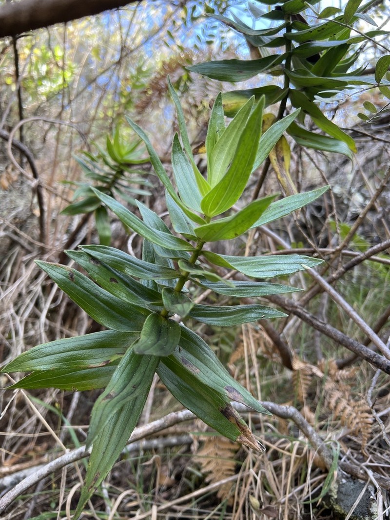 Cinderslope Dubautia photo 5
