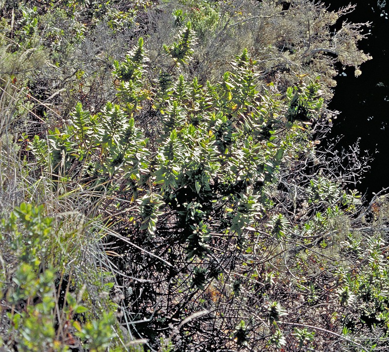 Cinderslope Dubautia photo 6