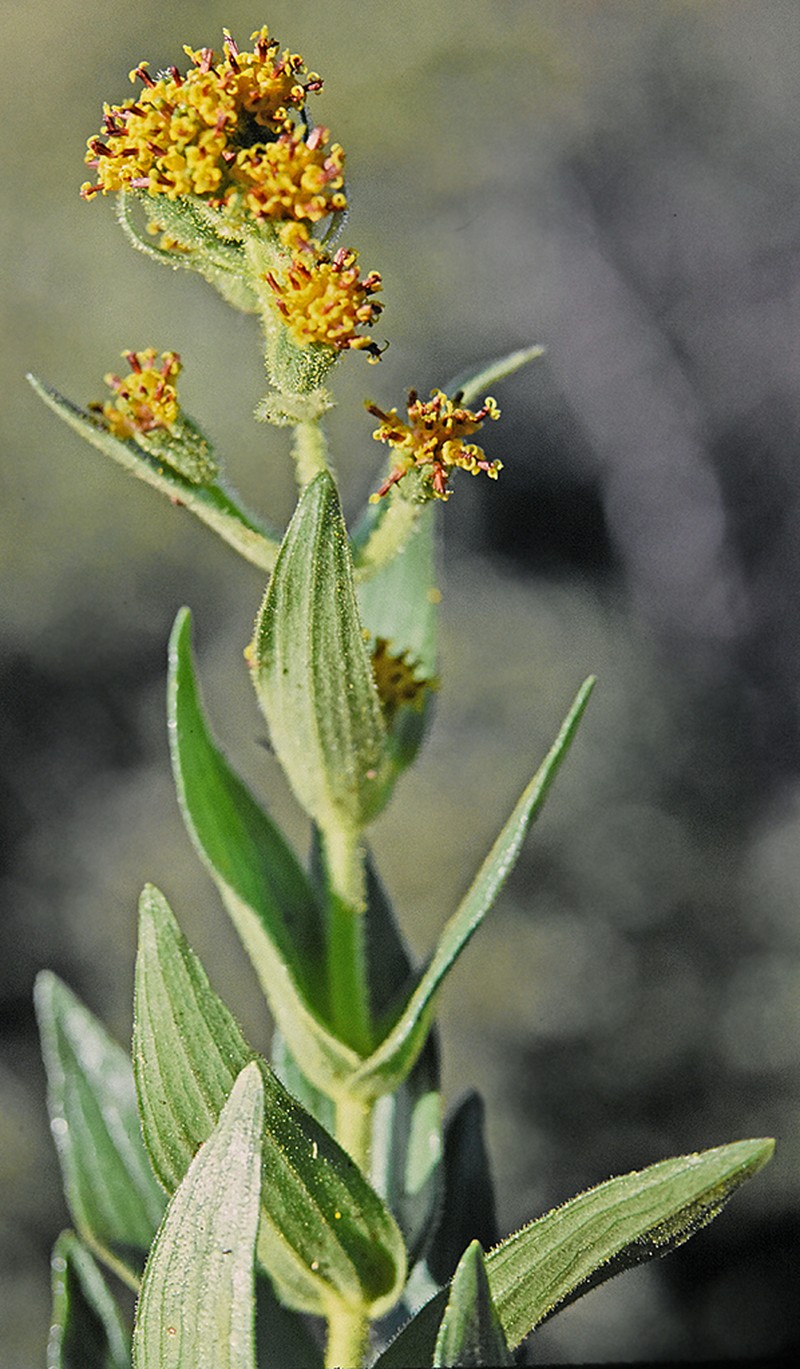 Cinderslope Dubautia photo 7