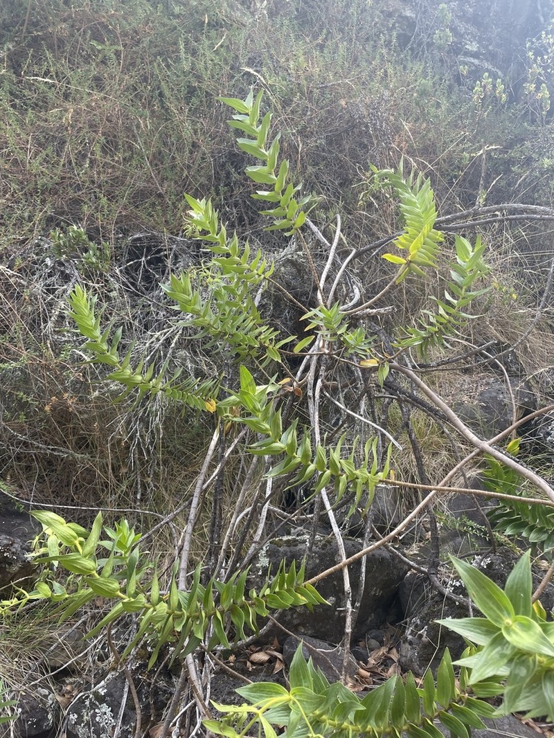 Cinderslope Dubautia photo 8