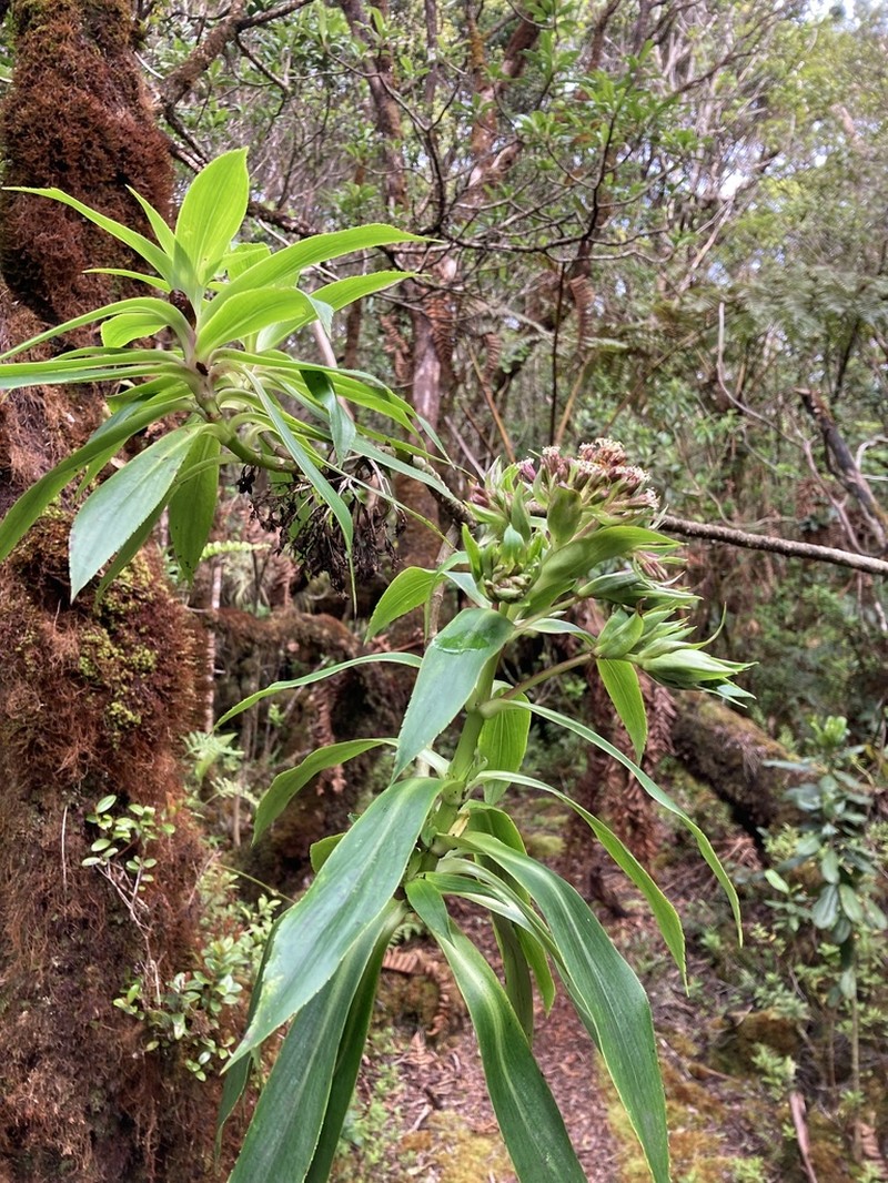 Na'Ena'E 'Ula