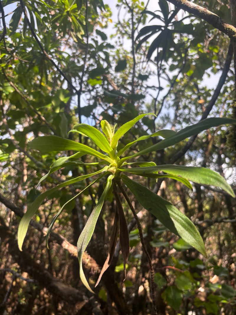 Na'Ena'E 'Ula photo 2