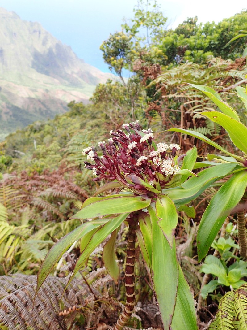 Na'Ena'E 'Ula photo 3