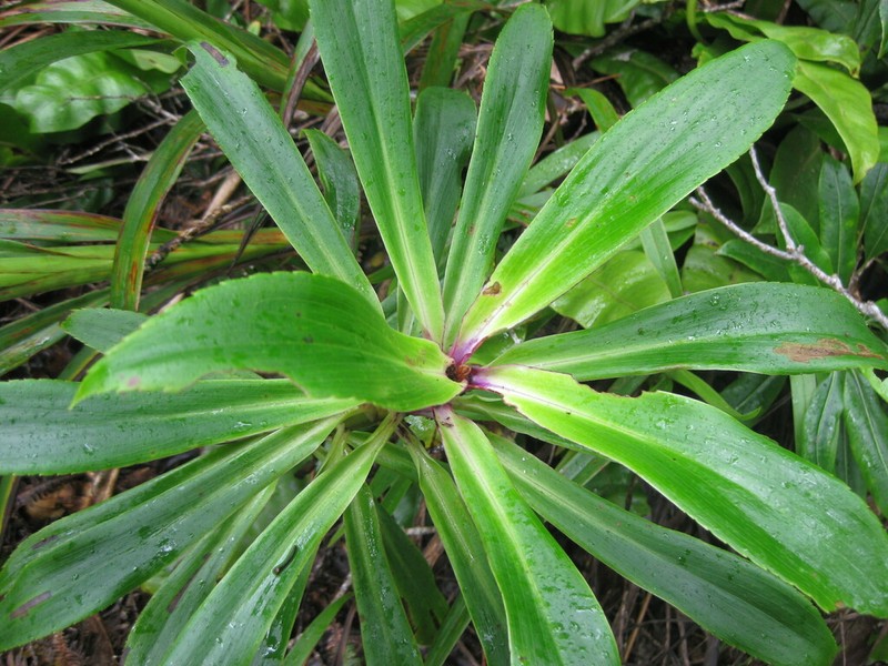 Na'Ena'E 'Ula photo 5