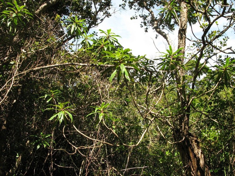 Na'Ena'E 'Ula photo 6
