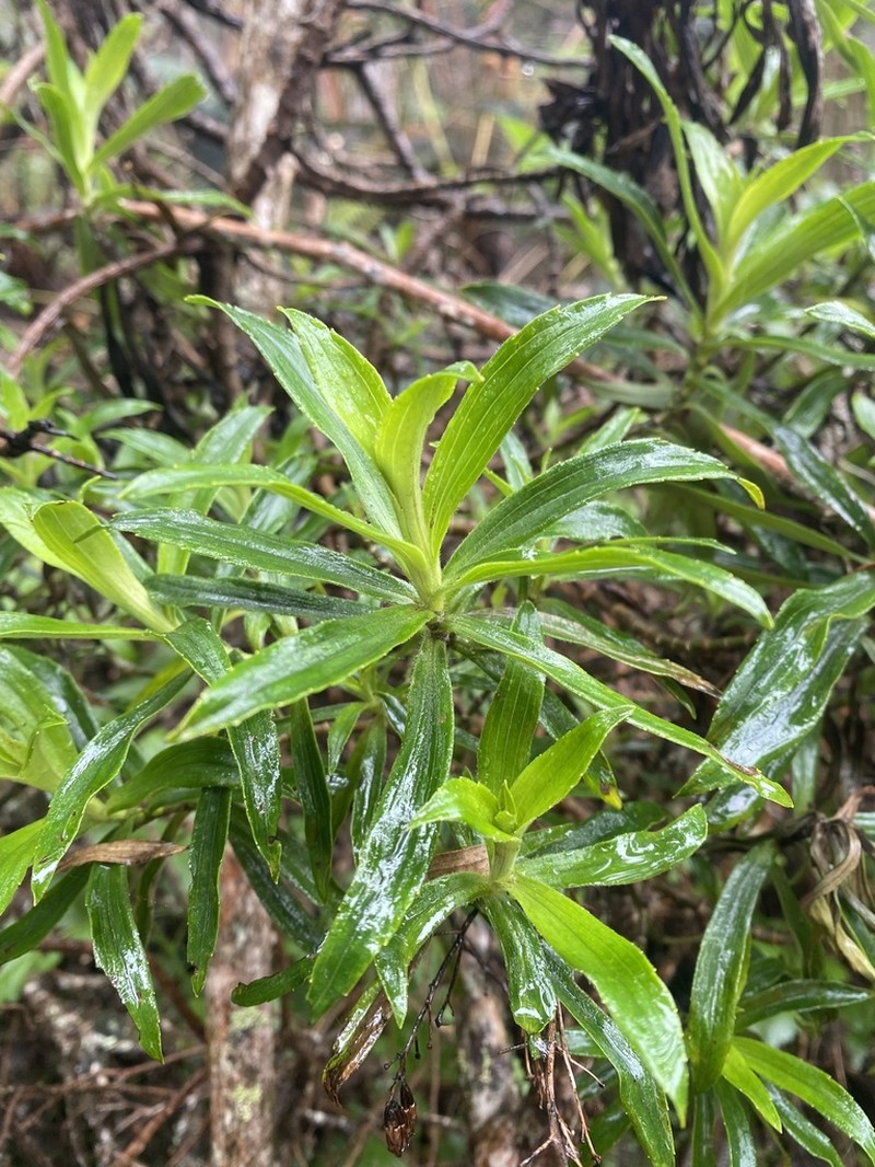 Dubautia photo 4