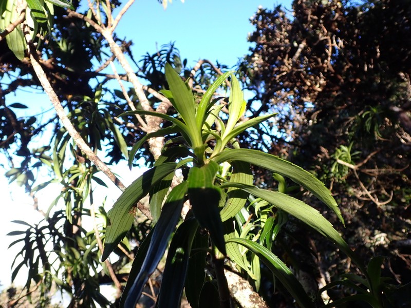 Dubautia photo 6