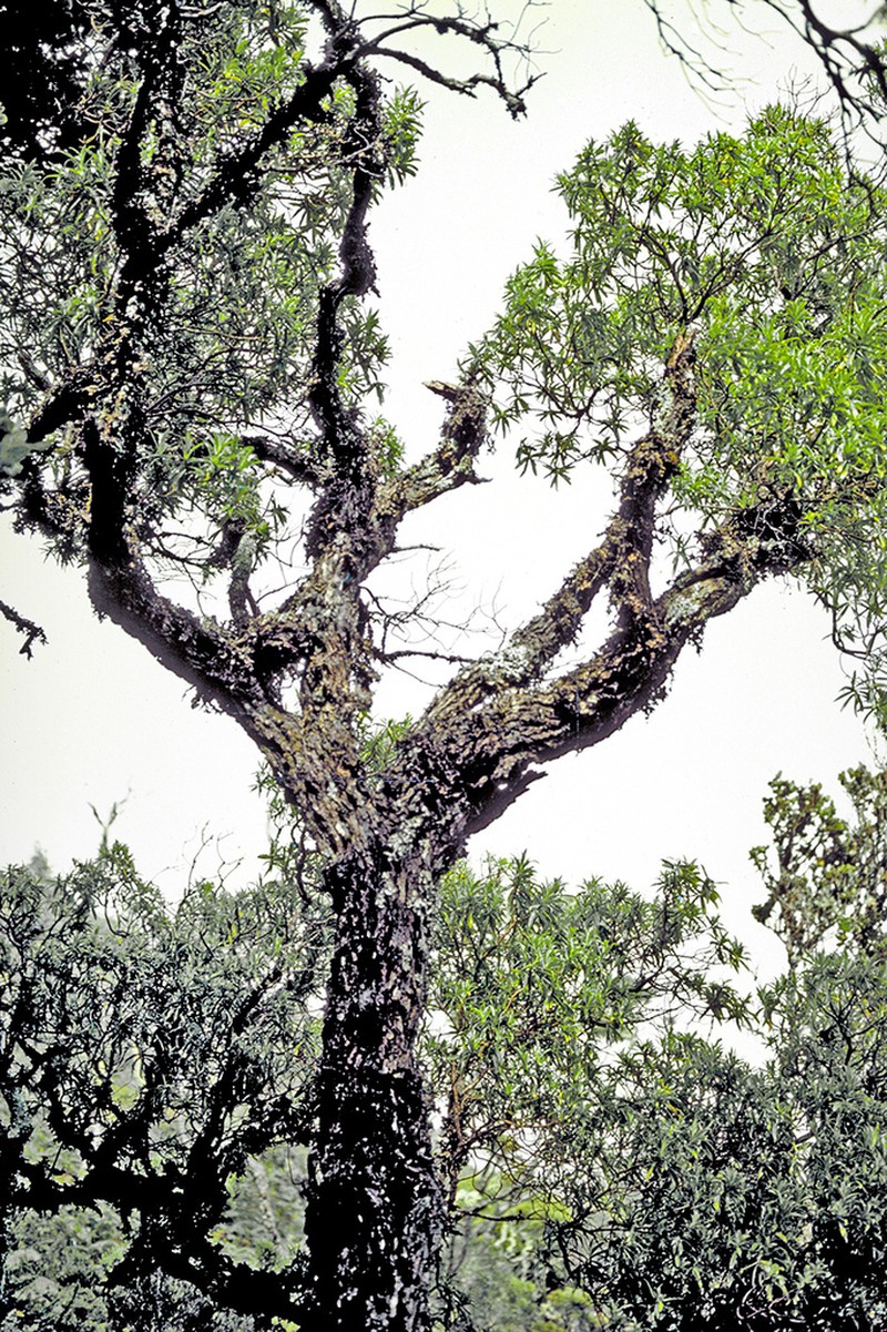 Dubautia photo 7