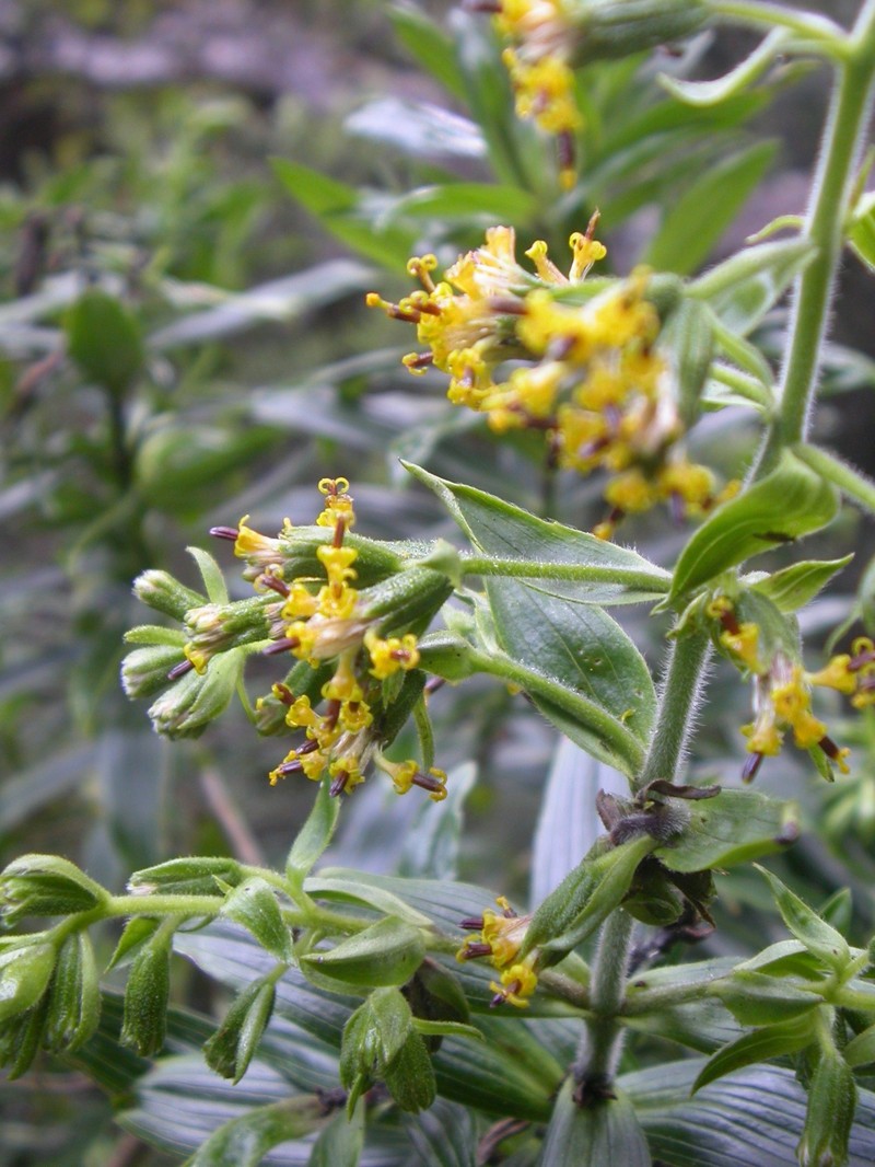 Dubautia photo 8