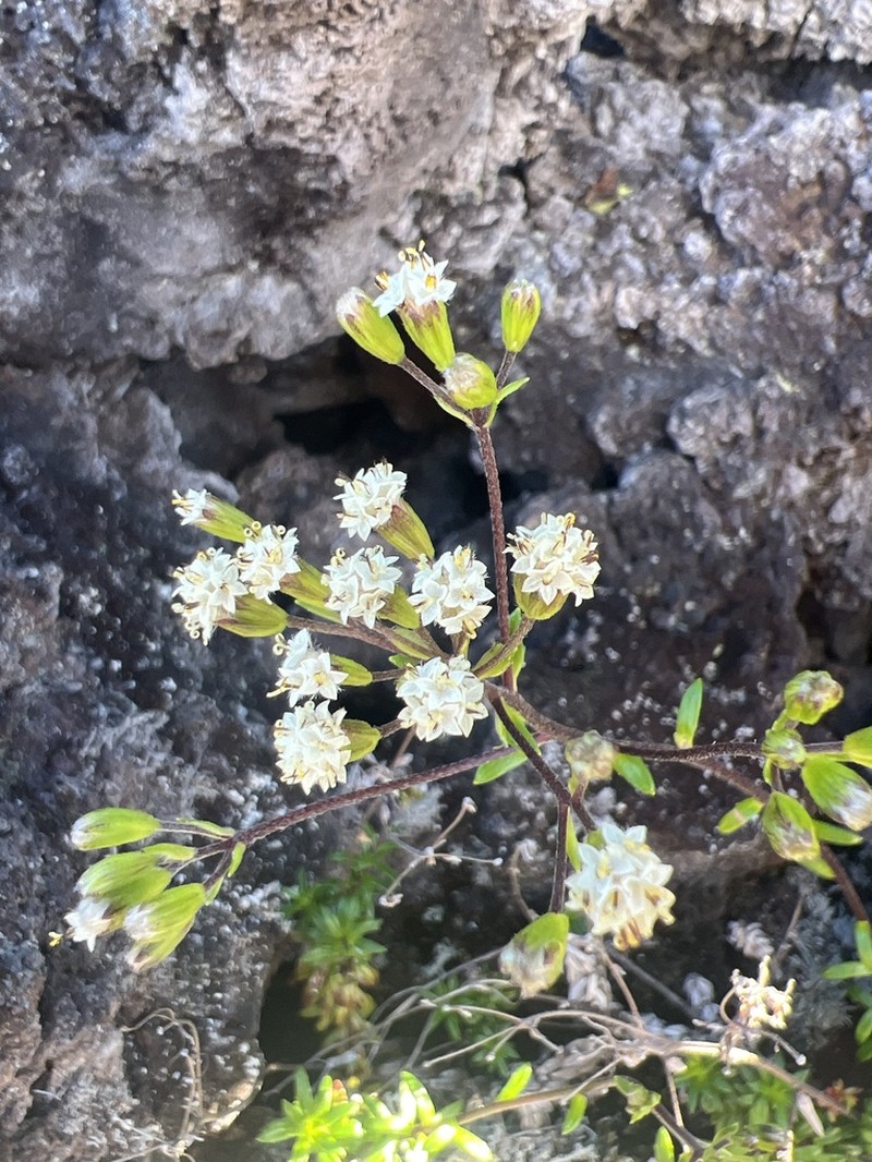 Rough Dubautia photo 5