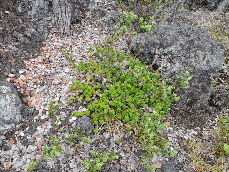 Rough Dubautia photo 7