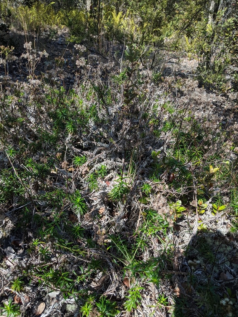 Rough Dubautia photo 8