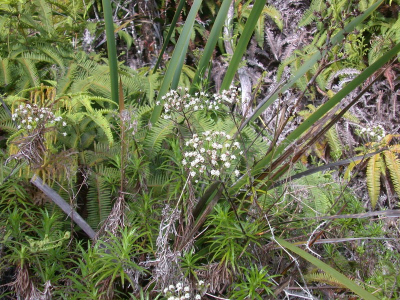 Dubautia