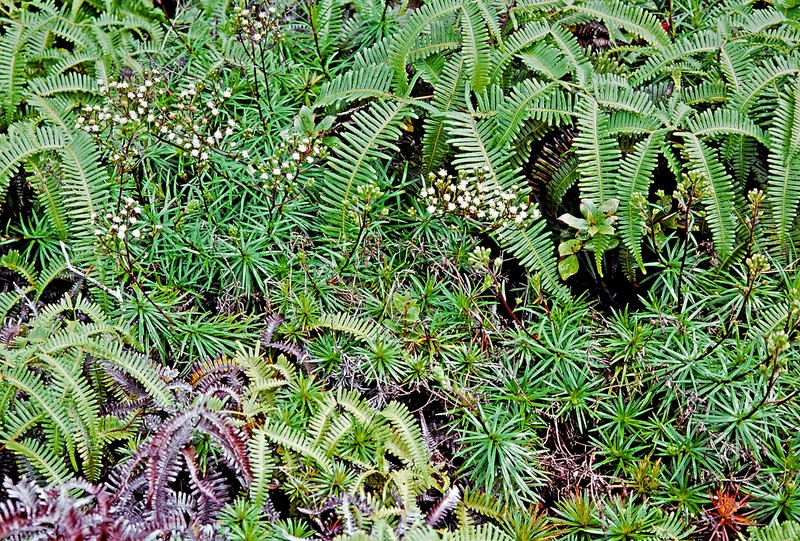 Dubautia photo 2