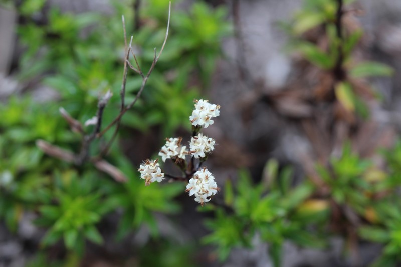 Dubautia scabra subsp. scabra