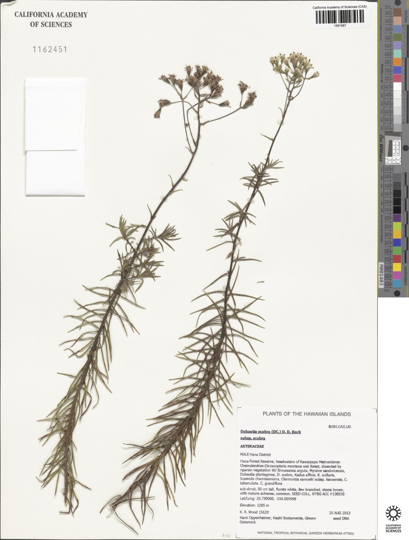 Dubautia scabra subsp. scabra photo 2