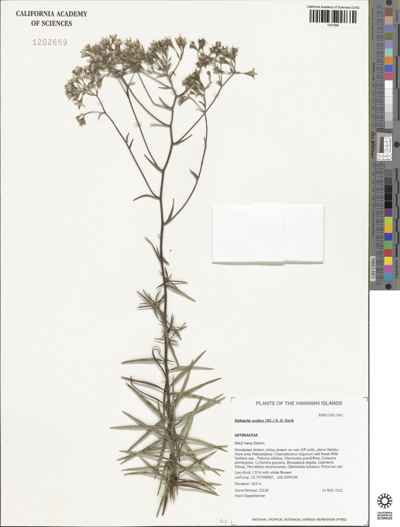 Dubautia scabra subsp. scabra photo 3