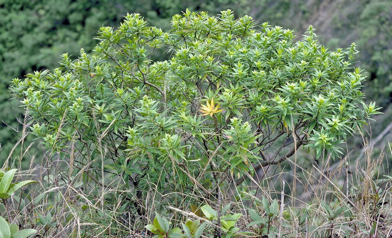 Waianae Range Dubautia