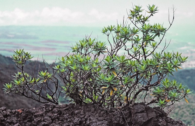 Waianae Range Dubautia photo 4