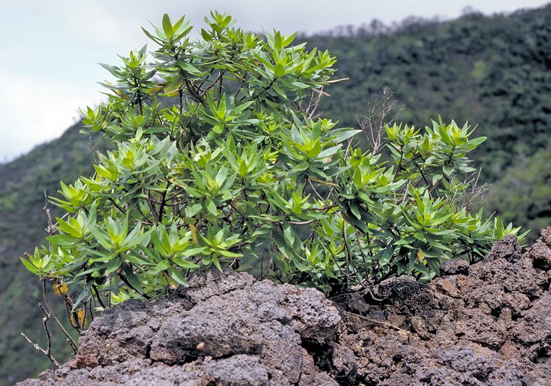 Waianae Range Dubautia photo 5