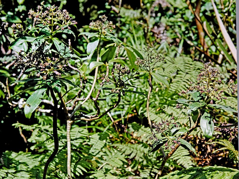 Wahiawa Dubautia