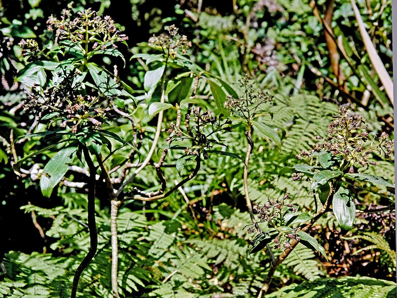 Wahiawa Dubautia photo 2
