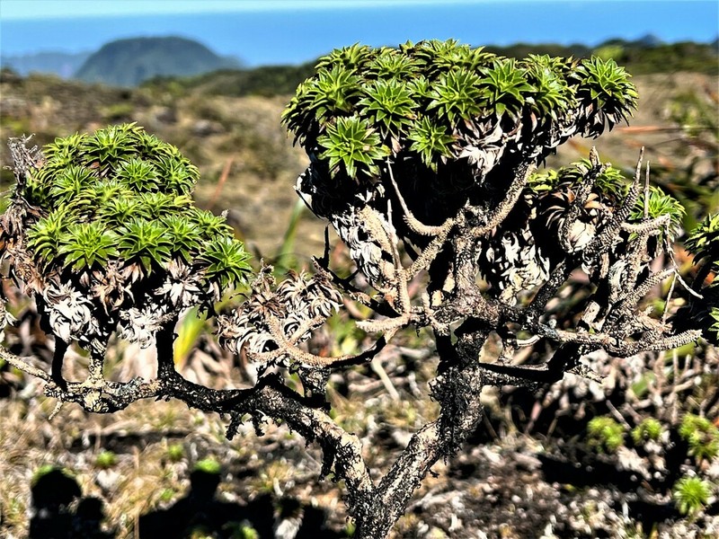 Waialeale Dubautia