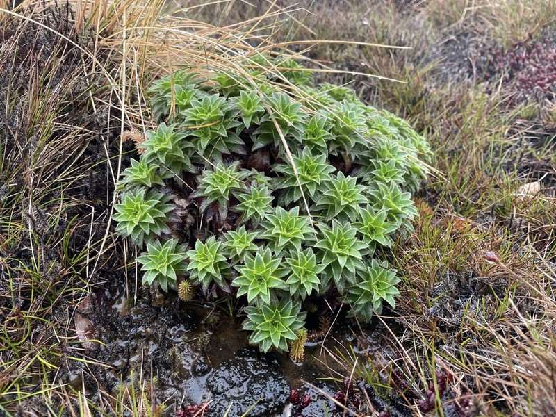 Waialeale Dubautia photo 6
