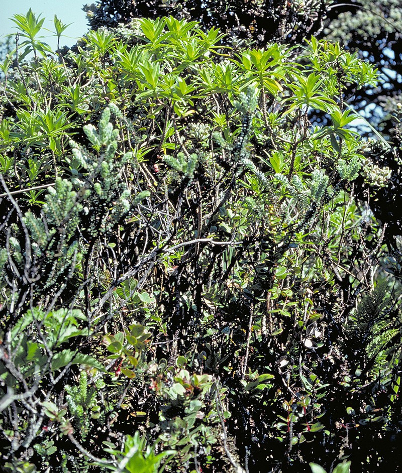 Dubautia photo 2