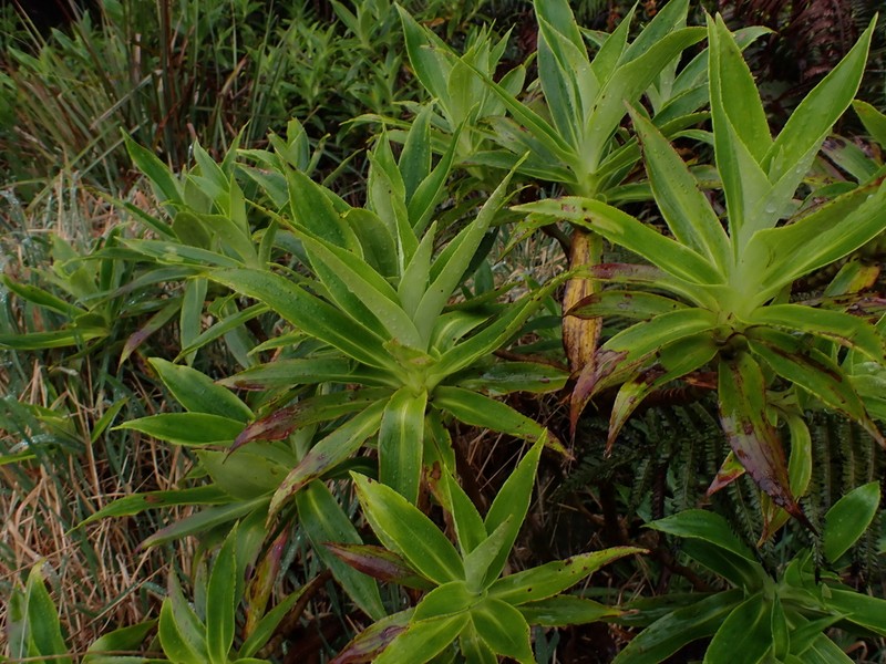 Dubautia photo 3